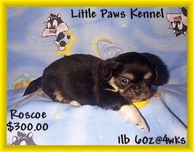 Pekingese Puppies for Sale